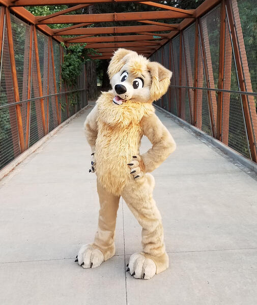 Scott Golden Retriever 2018 Scott Golden Retriever 2018
