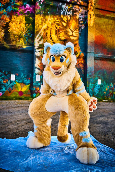 Yoi Tiger 2018